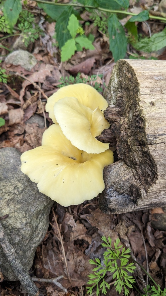 Pleurotus citrinopileatus · August 2023 · photo: © atsushi_nakajima_cirque (iNaturalist, cc-by)