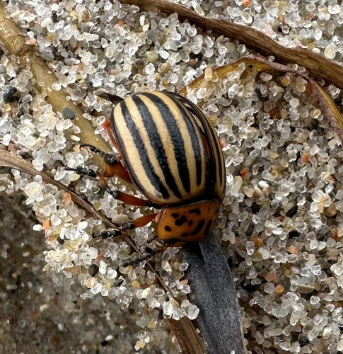 Photo of Colorado Potato Beetle (Leptinotarsa decemlineata)