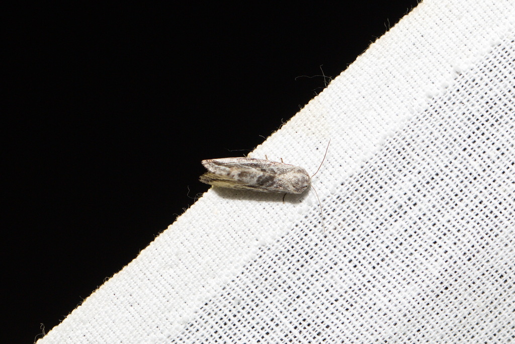 Phyllophila obliterata