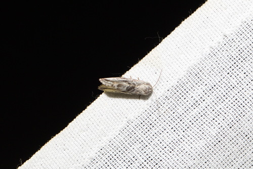 Anthophile de l'Armoise (L'), Phyllophile (La)