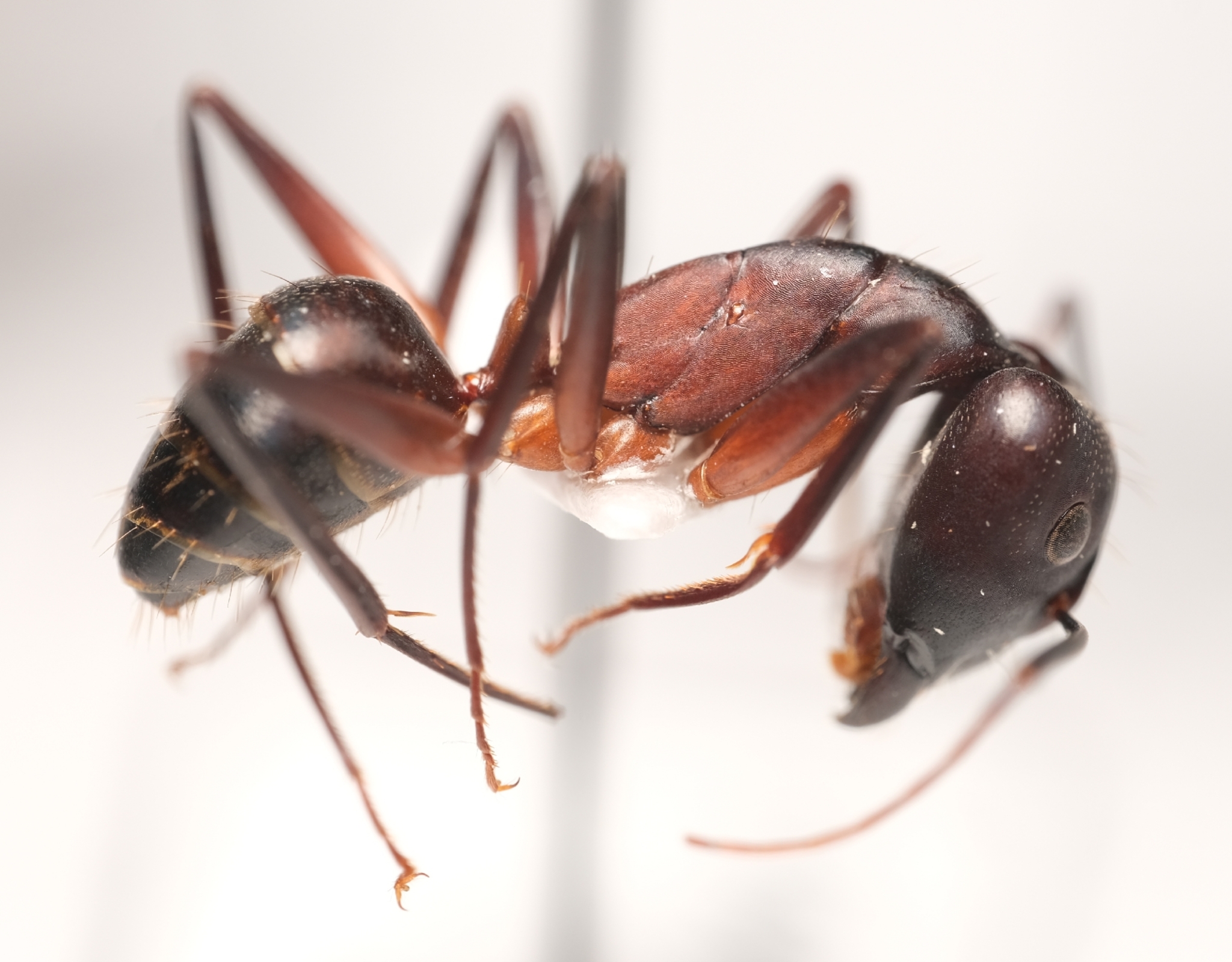 Camponotus erigens