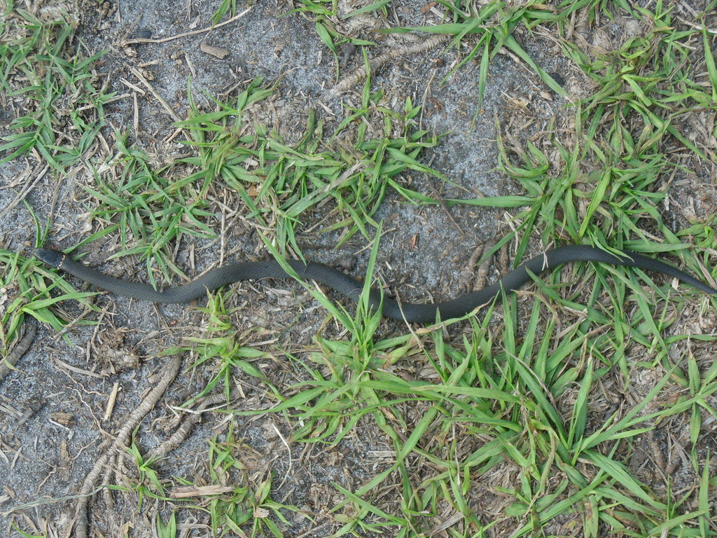 ring-necked snake from Polk County, FL, USA on March 21, 2015 at 06:19 ...