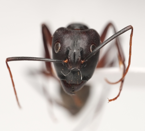 Camponotus erigensCamponotus erigens