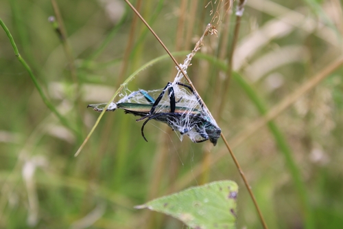Musk beetle photo 5