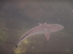 Blacktip Shark