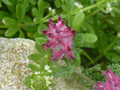 Fumaria densiflora