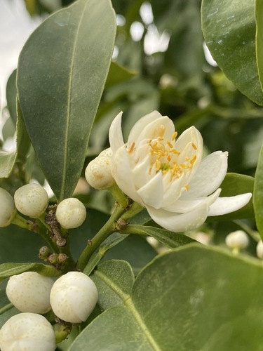 Citrus sinensis iNat (3)