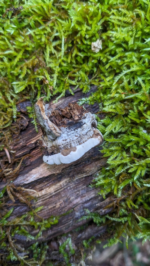 Fomes fomentarius · August 2023 · photo: © atsushi_nakajima_cirque (iNaturalist, cc-by)
