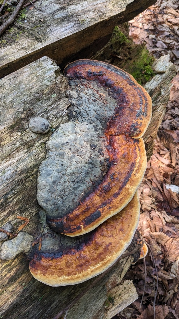 Fomitopsis pinicola · August 2023 · photo: © atsushi_nakajima_cirque (iNaturalist, cc-by)