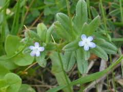Buglossoides tenuiflora