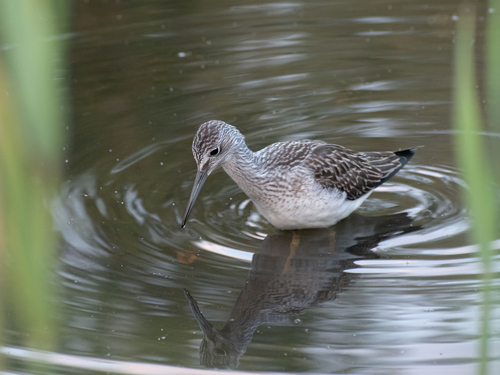 Common Greenshank