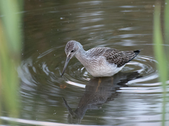 Common Greenshank