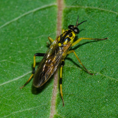 Xylomya terminalis