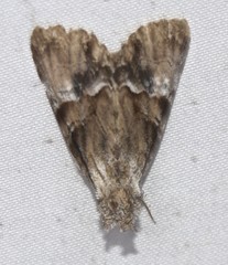 Alophosoma emmelopis