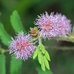 Mimosa pudica