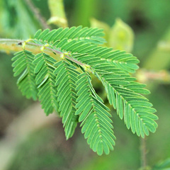 Mimosa pudica