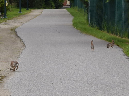 Eastern Cottontail photographed in Delaware