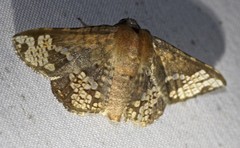 Canaea semitessellalis