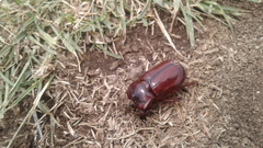 Heterogomphus bourcieri