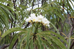 Plumeria rubra