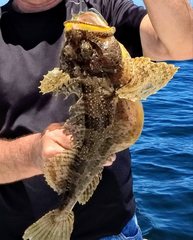 Hemitripterus americanus