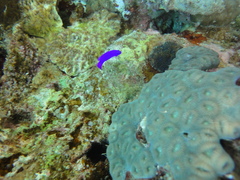 Pseudochromis fridmani