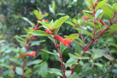 Cuphea cyrilli-nelsonii