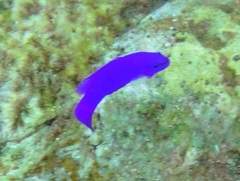 Pseudochromis fridmani