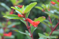 Cuphea cyrilli-nelsonii