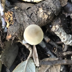 Mycena arcangeliana