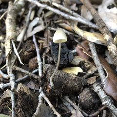 Mycena arcangeliana