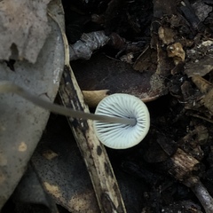 Mycena arcangeliana