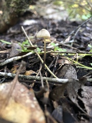 Mycena arcangeliana