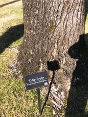 Liriodendron tulipifera
