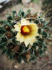 Coryphantha octacantha