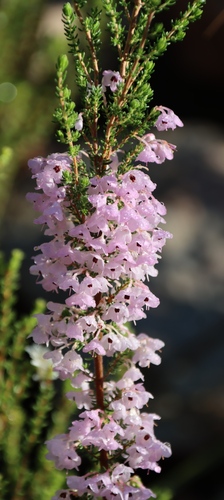 Image of Blackcrown Heath (Erica melanthera) by (c) Tony Rebelo, some rights reserved (CC BY-SA)