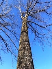 Liriodendron tulipifera