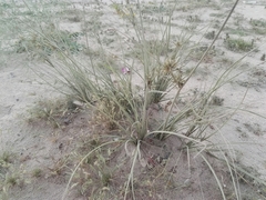 Cyperus conglomeratus