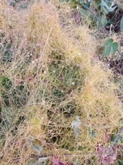 Cuscuta planiflora image