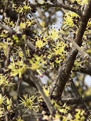 Forestiera phillyreoides