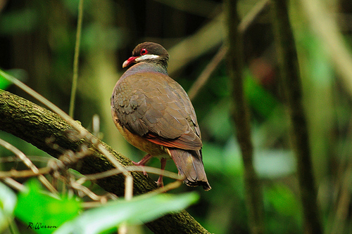 Bridled Quail-Dove