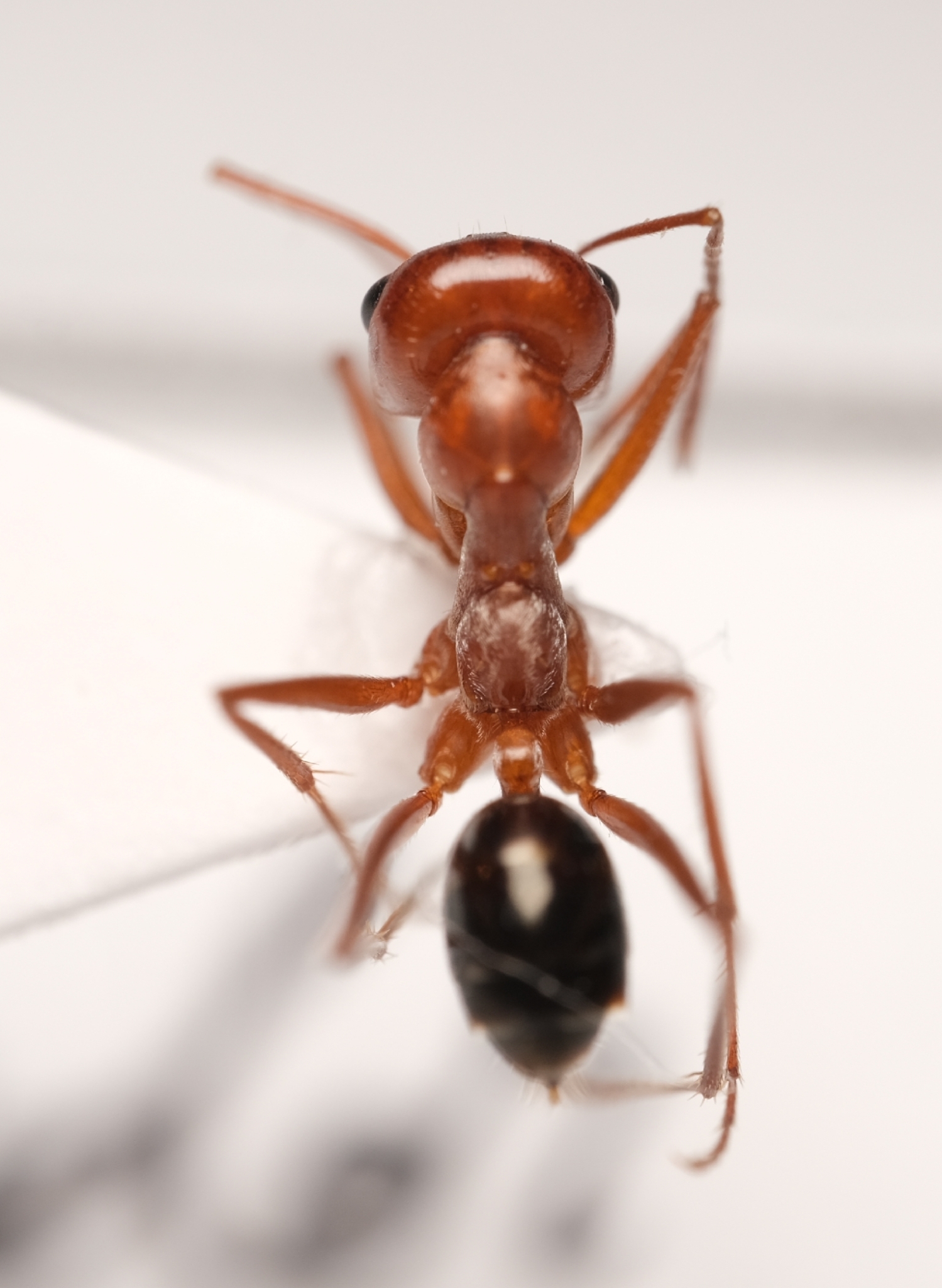 Cataglyphis espadaleri