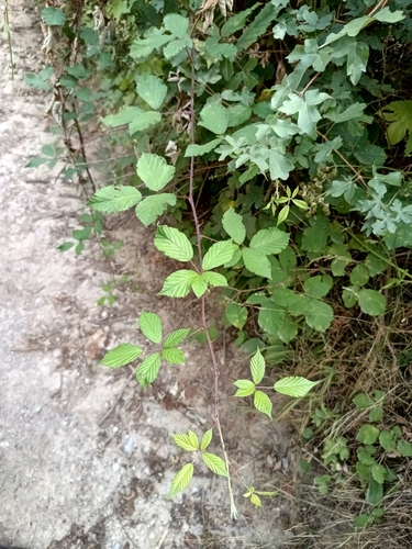 Image of Rubus bifrons by (c) Vladimír Fuka, some rights reserved (CC BY)