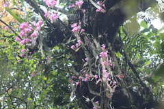 Disocactus nelsonii