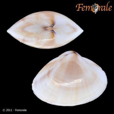 Smooth Trough Shell