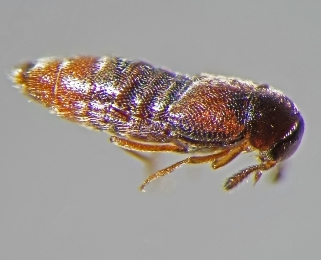 Rove beetle