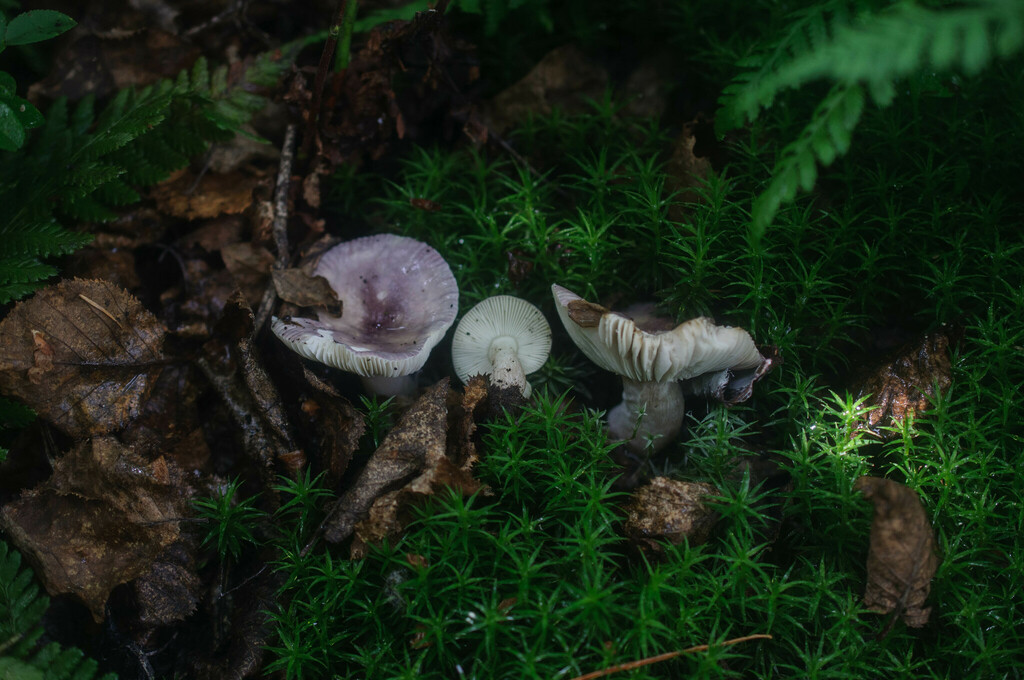 Russula alnetorum