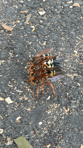 Eastern Cicada-killer Wasp, Lancaster, photo 6 of 10