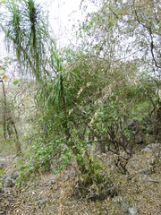 Beaucarnea recurvata