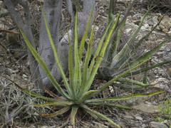 Hechtia lyman-smithii